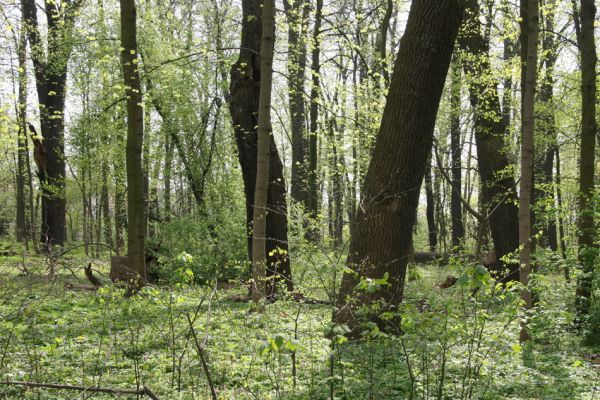 Doksany, 17.4.2011
Loužek - lužní les. 
Klíčová slova: Doksany Loužek