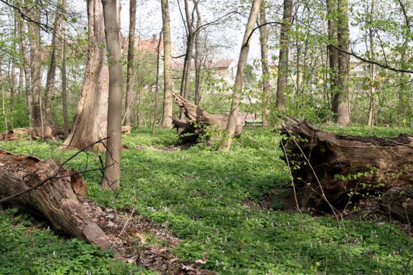 Doksany, 17.4.2011
Loužek - lužní les. Trouchnivé kmeny dubů, další generace chybí.
Klíčová slova: Doksany Loužek Ampedus elegantulus pomorum