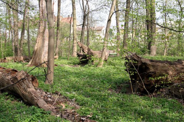 Doksany, 17.4.2011
Loužek - lužní les. Trouchnivé kmeny dubů, další generace chybí.
Klíčová slova: Doksany Loužek Ampedus elegantulus pomorum