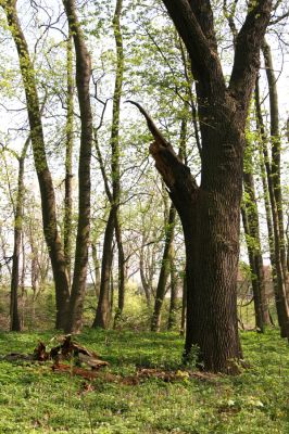 Doksany, 17.4.2011
Loužek - lužní les. Odlomená větev dubu osídlená kovaříky Ampedus cardinalis.
Klíčová slova: Doksany Loužek Ampedus cardinalis