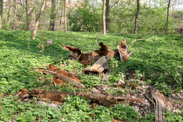 Doksany, 17.4.2011
Loužek - lužní les. Odlomená větev dubu osídlená kovaříky Ampedus cardinalis.
Klíčová slova: Doksany Loužek Ampedus cardinalis