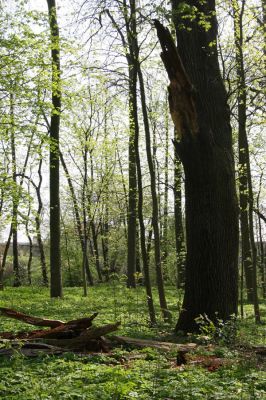 Doksany, 17.4.2011
Loužek - lužní les. Odlomená větev dubu osídlená kovaříky Ampedus cardinalis.
Klíčová slova: Doksany Loužek Ampedus cardinalis