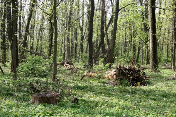 Doksany, 17.4.2011
Loužek - lužní les. 
Schlüsselwörter: Doksany Loužek