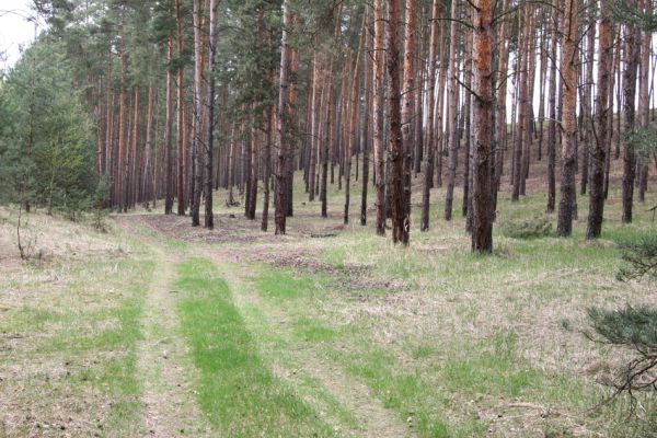 Oleško, 17.4.2011
Světlina na úpatí písečné duny osídlená kovaříky Cardiophorus asellus.
Klíčová slova: Oleško Cardiophorus asellus