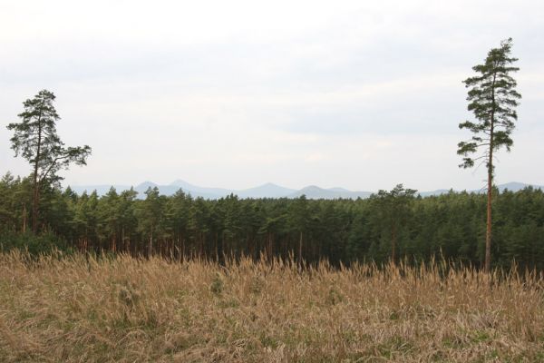 Oleško, 17.4.2011
Pohled na kopce Českého Středohoří z vrcholu písečné duny.
Klíčová slova: Oleško České Středohoří