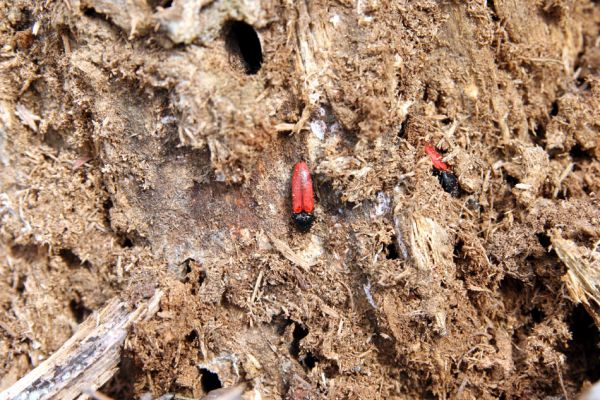 Oleško, 17.4.2011
Kovaříci Ampedus sanguineus v borovém pařezu.
Klíčová slova: Oleško Ampedus sanguineus