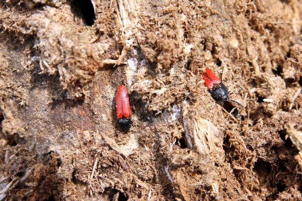 Oleško, 17.4.2011
Kovaříci Ampedus sanguineus v borovém pařezu.
Klíčová slova: Oleško Ampedus sanguineus