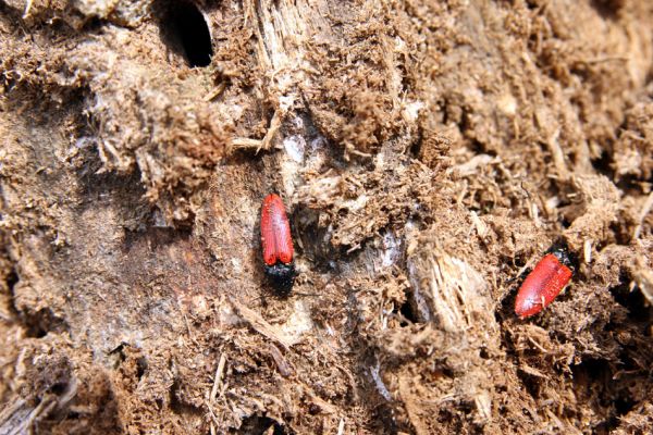 Oleško, 17.4.2011
Kovaříci Ampedus sanguineus v borovém pařezu.
Klíčová slova: Oleško Ampedus sanguineus