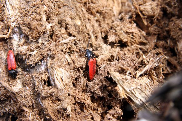 Oleško, 17.4.2011
Kovaříci Ampedus sanguineus v borovém pařezu.
Klíčová slova: Oleško Ampedus sanguineus