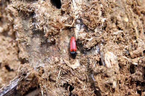 Oleško, 17.4.2011
Kovařík Ampedus sanguineus v borovém pařezu.
Klíčová slova: Oleško Ampedus sanguineus