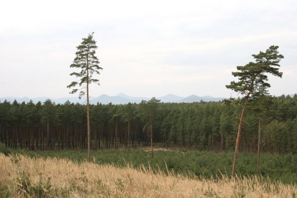 Oleško, 17.4.2011
Pohled na kopce Českého Středohoří z vrcholu písečné duny
Klíčová slova: Oleško České Středohoří