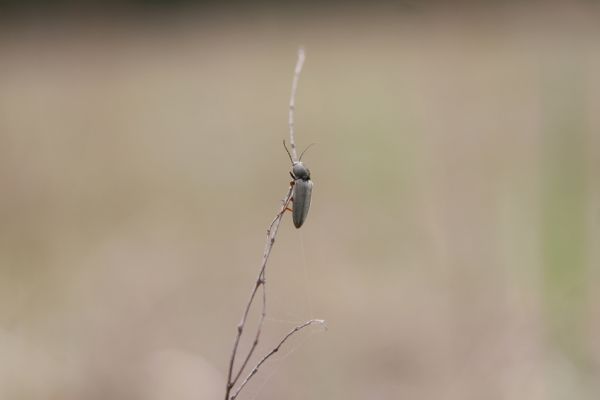 Oleško, 17.4.2011
Bývalá střelnice. Kovařík Dicronychus equiseti.
Schlüsselwörter: Oleško střelnice Dicronychus eguiseti