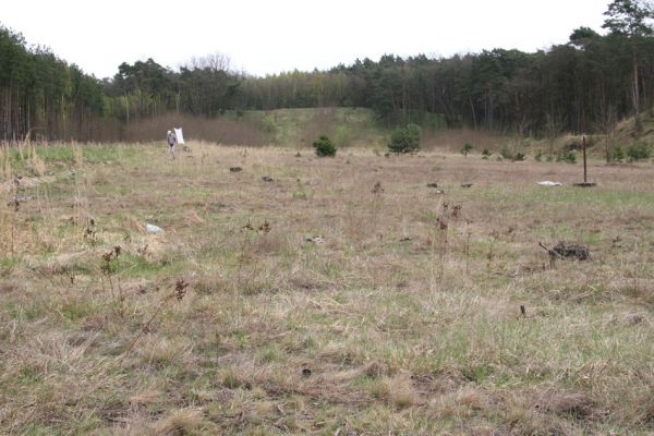 Oleško, 17.4.2011
Bývalá střelnice, lokalita kovaříků Dicronychus equiseti a Cardiophorus asellus. 
Schlüsselwörter: Oleško střelnice Cardiophorus asellus Dicronychus equiseti Brůha