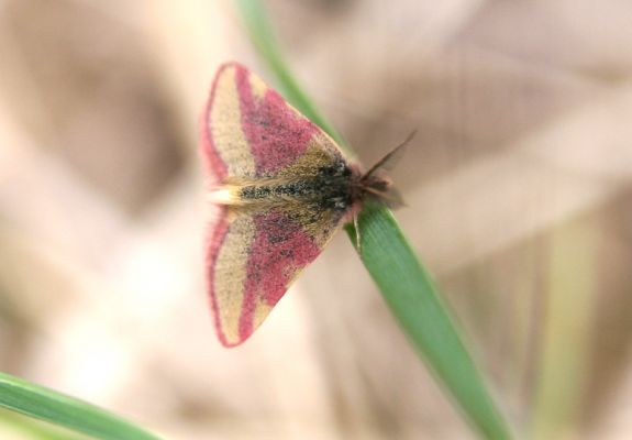 Oleško, 17.4.2011
Bývalá střelnice. Motýl rudopásník menší (Lythria cruentaria).
Klíčová slova: Oleško střelnice