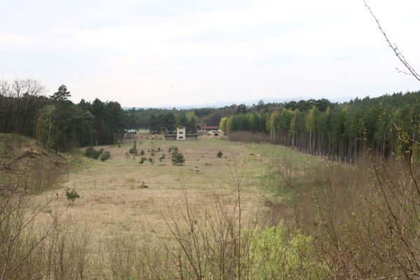 Oleško, 17.4.2011
Bývalá střelnice, lokalita kovaříků Dicronychus equiseti a Cardiophorus asellus. 
Klíčová slova: Oleško střelnice Cardiophorus asellus Dicronychus equiseti