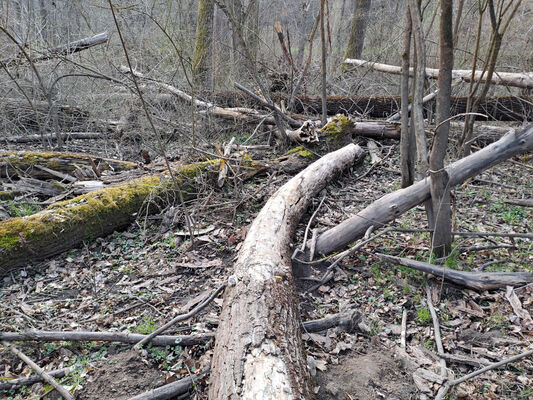 Přítluky, Nové Mlýny, 28.3.2025
Křivé jezero, lužní les u Panenského Mlýna.
Klíčová slova: Přítluky Nové Mlýny Křivé jezero Dirrhagofarsus attenuatus