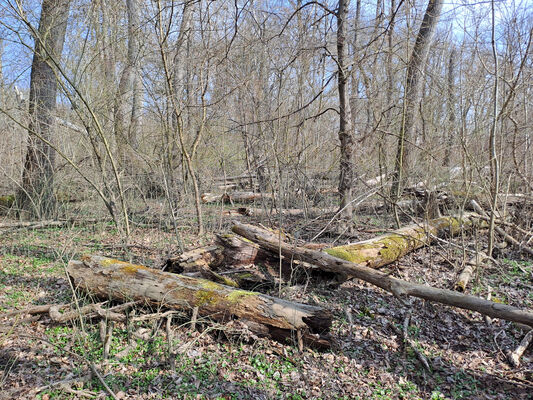 Přítluky, Nové Mlýny, 28.3.2025
Křivé jezero, lužní les u Panenského Mlýna.
Klíčová slova: Přítluky Nové Mlýny Křivé jezero Dirrhagofarsus attenuatus