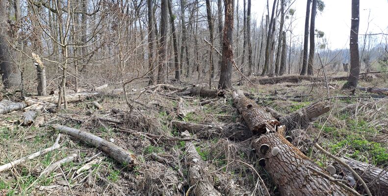 Přítluky, Nové Mlýny, 28.3.2025
Křivé jezero, lužní les.
Klíčová slova: Přítluky Nové Mlýny Křivé jezero Dirrhagofarsus attenuatus