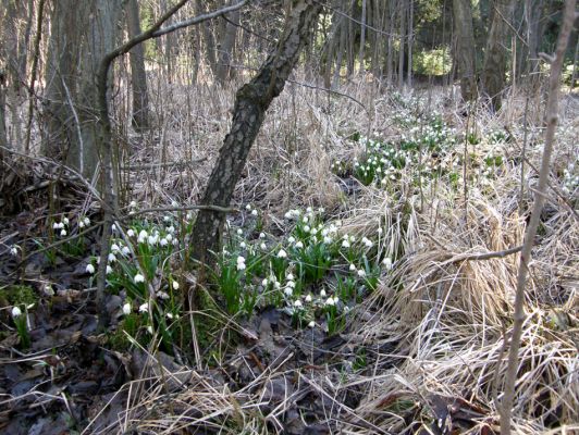 Ruda, 15.3.2008
Přírodní rezervace Prameny Klíčavy - podmáčená olšina.
Klíčová slova: Ruda Prameny Klíčavy 5848D5