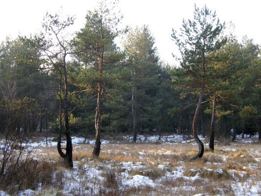 Ruda, 13.1.2008
Přírodní rezervace Prameny Klíčavy - centrální část.
Schlüsselwörter: Ruda Prameny Klíčavy 5848D5