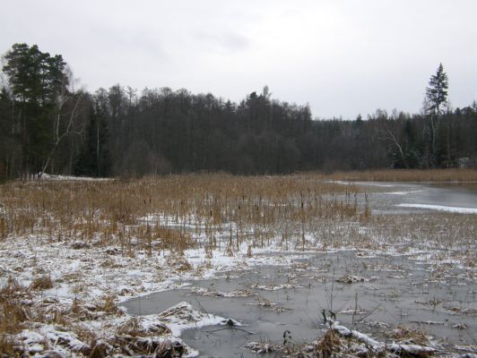 Ruda, 13.12.2009
Rybník Horní Kracle - litorální porosty.
Schlüsselwörter: Křivoklátsko Ruda Horní Kracle 5849C1