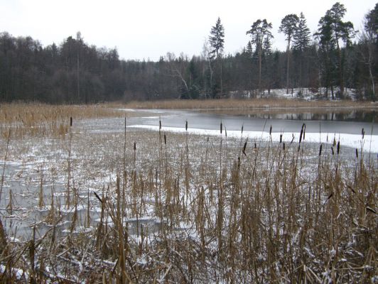 Ruda, 13.12.2009
Rybník Horní Kracle - litorální porosty.
Klíčová slova: Křivoklátsko Ruda Horní Kracle 5849C1