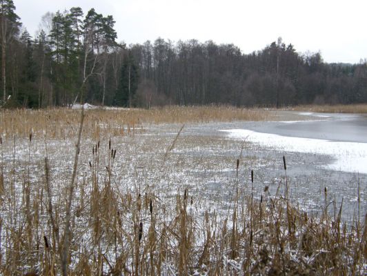 Ruda, 13.12.2009
Rybník Horní Kracle - litorální porosty.
Mots-clés: Křivoklátsko Ruda Horní Kracle 5849C1