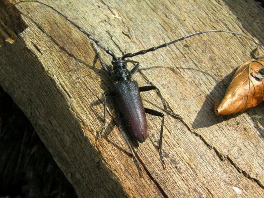 Lánská obora, 8.5.2009 
Tesařík obrovský (Cerambyx cerdo) na lokalitě Myší díra (U Spáleného dubu).
Klíčová slova: Lánská obora Křivoklátsko Myší díra Cerambyx cerdo 5849C24 U Spáleného dubu