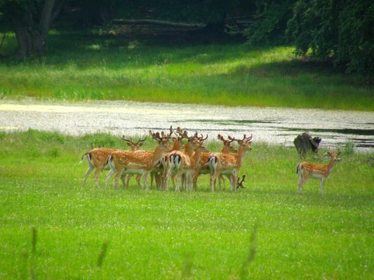 Lánská obora, 21.6.2009 
Kouglův rybník.
Klíčová slova: Lánská obora Křivoklátsko Kouglův rybník 5849D21