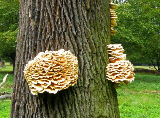 Lánská obora, 31.8.2007 
Sírovec žlutooranžový (Laetiporus sulphureus)
Klíčová slova: Lánská obora Křivoklátsko Laetiporus sulphureus 5849D21