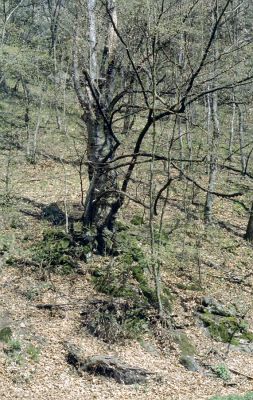 Adamov, 24.4.2001
Josefovské údolí - rezervace Býčí skála.
Klíčová slova: Adamov Josefovské údolí rezervace Býčí skála