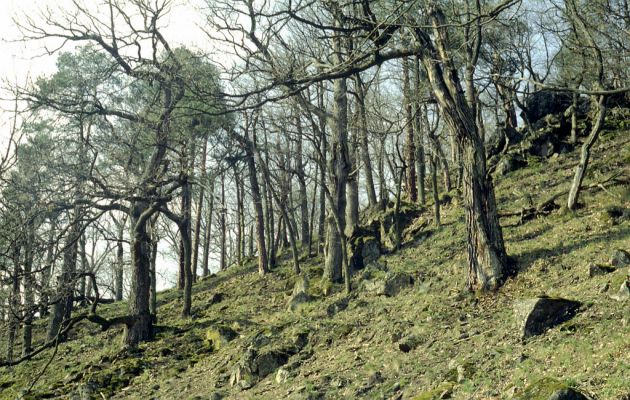 Adamov, 24.4.2001
Josefovské údolí - rezervace Býčí skála. Suťový les Nad Prachárnou. Biotop kovaříka Podeonius acuticornis.
Klíčová slova: Adamov Josefovské údolí rezervace Býčí skála Podeonius acuticornis Cardiophorus nigerrimus