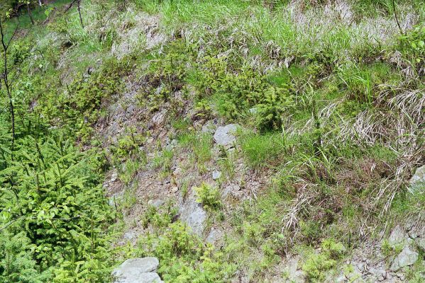 Adršpašsko-teplické skály, 10.5.2002
Janovická Vlčí rokle. Svah u lesní cesty - biotop kovaříků Orithales serraticornis.

Klíčová slova: Adršpach Adršpašsko-teplické skály Janovická Vlčí rokle Orithales serraticornis Pheletes aeneoniger Ctenicera cuprea