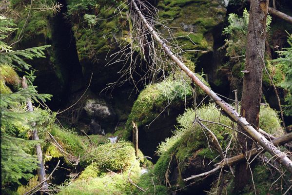 Adršpašsko-teplické skály, 10.5.2002
Ptačí příkop - biotop kovaříků Sericus subaeneus.
Klíčová slova: Jívka Adršpašsko-teplické skály Ptačí příkop Sericus subaeneus