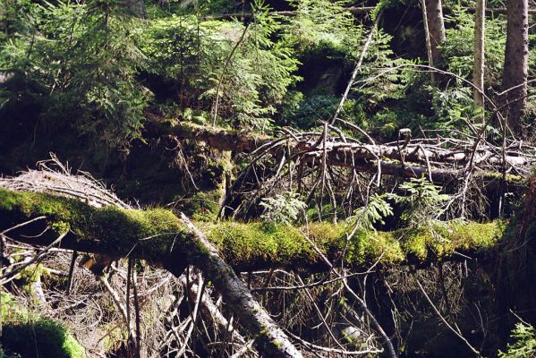 Adršpašsko-teplické skály, 10.5.2002
Ptačí příkop - biotop kovaříků Sericus subaeneus.



Klíčová slova: Jívka Adršpašsko-teplické skály Ptačí příkop Sericus subaeneus Liotrichus affinis