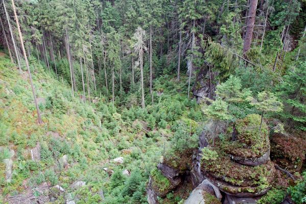 Adršpašsko-teplické skály, 1.9.2004
Janovické hřbety - začátek Ptačího příkopu.
Klíčová slova: Jívka Janovice Adršpašsko-teplické skály Janovické hřbety Ptačího příkop