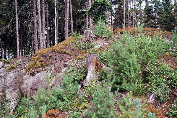 Adršpašsko-teplické skály, 1.9.2004
Janovické hřbety - holoseč. Smrkový pařez osídlený kovaříky Ampedus karpathicus.
Mots-clés: Jívka Janovice Adršpašsko-teplické skály Janovické hřbety Ampedus karpathicus