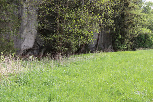 Adršpach, Dolní Adršpach, 23.5.2022
Metuje. Biotop kovaříka Aplotarsus angustulus.
Schlüsselwörter: Adršpach Dolní Adršpach Metuje Aplotarsus angustulus