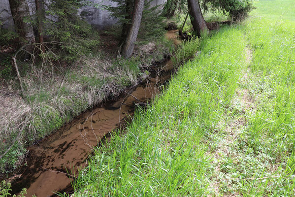 Adršpach, Dolní Adršpach, 23.5.2022
Metuje. Biotop kovaříka Aplotarsus angustulus.
Mots-clés: Adršpach Dolní Adršpach Metuje Aplotarsus angustulus