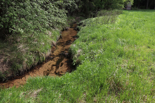 Adršpach, Dolní Adršpach, 23.5.2022
Metuje. Biotop kovaříka Aplotarsus angustulus.
Keywords: Adršpach Dolní Adršpach Metuje Aplotarsus angustulus