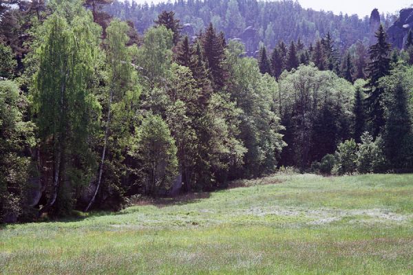 Adršpach, 30.5.2003
Metuje opouští skalní město.
Schlüsselwörter: Adršpach Metuje Aplotarsus angustulus