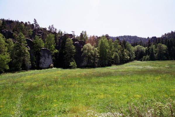 Adršpach, 30.5.2003
Louky na soutoku Metuje a Adršpašského potoka.
Schlüsselwörter: Adršpach soutok Metuje Adršpašský potok Aplotarsus angustulus