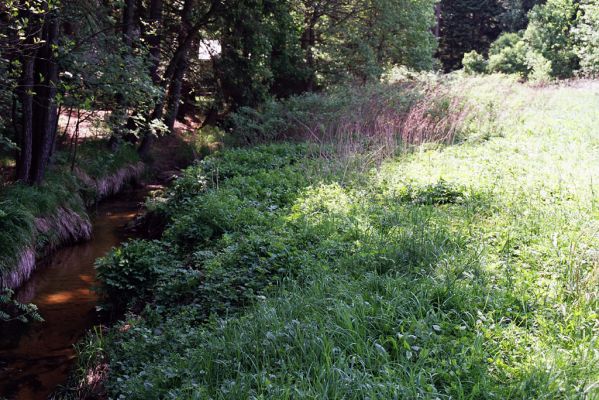 Adršpach, 30.5.2003
Metuje opouští skalní město. Biotop kovaříka Aplotarsus angustulus.
Mots-clés: Adršpach Metuje Aplotarsus angustulus