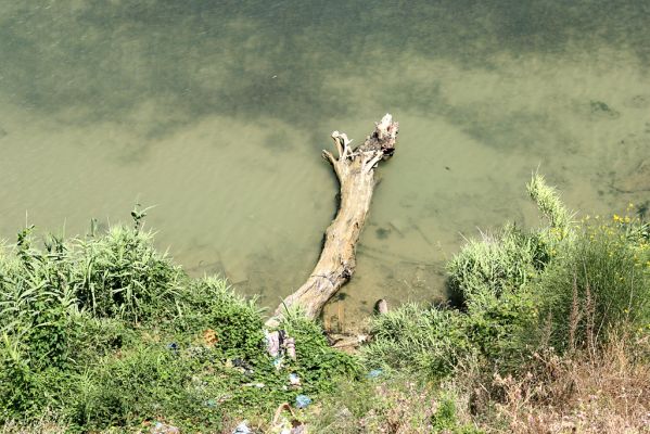 Agia Apostoli
Padlý velikán v Agii Apostoli. Zimní bouře neúprosně ukusují severní břeh poloostrova. 
Klíčová slova: Preveza Agia Apostoli