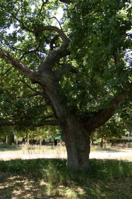 Agia Apostoli
Park v Agii Apostoli - háj prastarých solitérních dubů
Keywords: Preveza Agia Apostoli