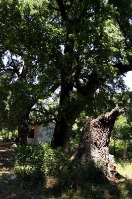 Agia Apostoli
Háj prastarých solitérních dubů v Agii Apostoli. Dubový pahýl.
Keywords: Preveza Agia Apostoli