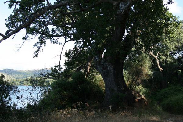 Agia Apostoli
Háj prastarých solitérních dubů v Agii Apostoli. Dub uherský. Typová lokalita kovaříka Lacon kapleri.
Schlüsselwörter: Preveza Agia Apostoli Lacon kapleri