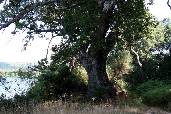 Agia Apostoli
Háj prastarých solitérních dubů v Agii Apostoli. Dub uherský. Typová lokalita kovaříka Lacon kapleri.
Schlüsselwörter: Preveza Agia Apostoli Lacon kapleri