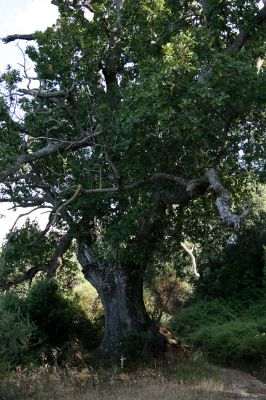 Agia Apostoli
Háj prastarých solitérních dubů v Agii Apostoli. Dub uherský. Typová lokalita kovaříka Lacon kapleri.
Keywords: Preveza Agia Apostoli Lacon kapleri