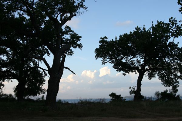 Agia Apostoli
Soumrak v háji prastarých solitérních dubů v Agii Apostoli. 
Klíčová slova: Preveza Agia Apostoli